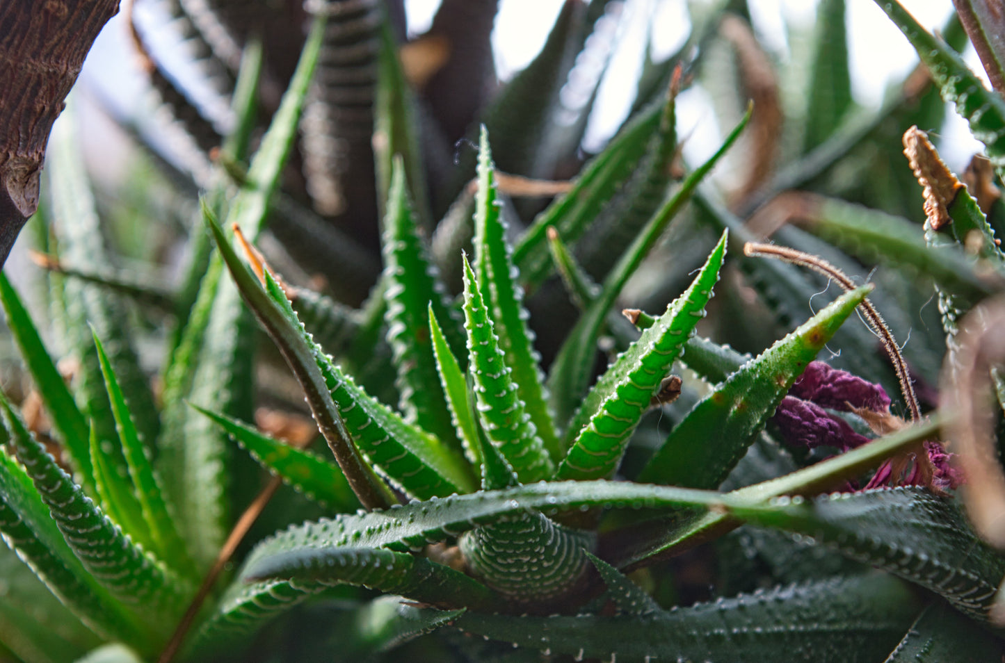 aloe vera