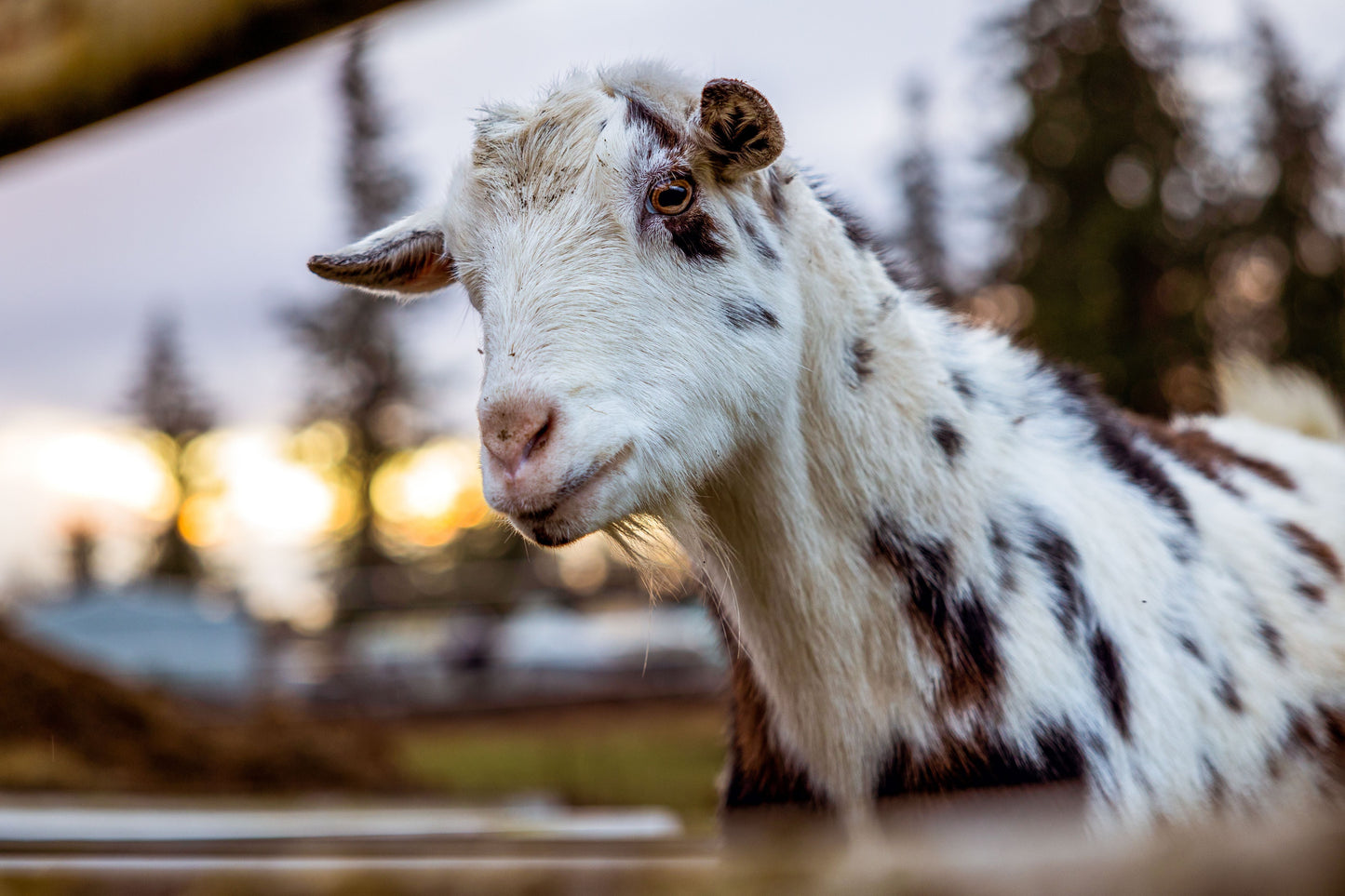 Why Dermatologists Are Paying Attention to Colostrum