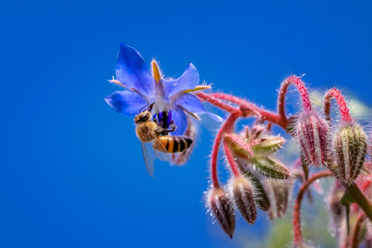 borage flower