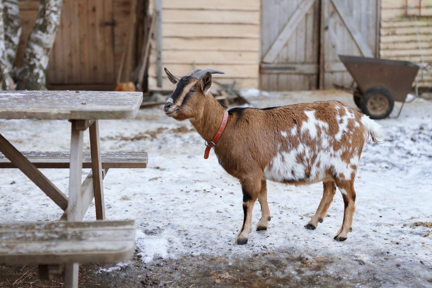 goat on farm