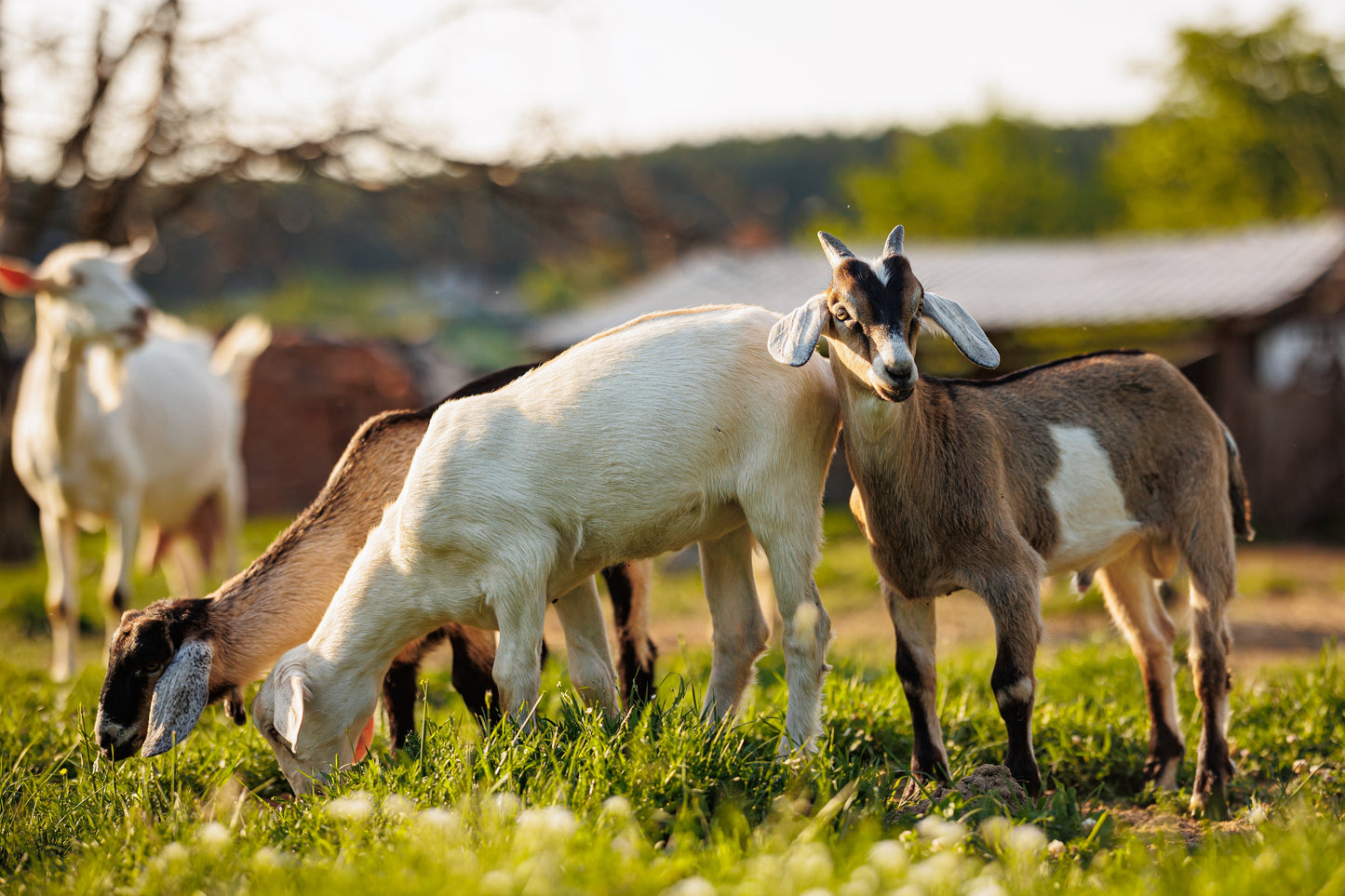 goats in field