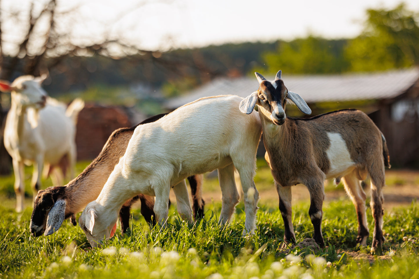 goats on a farm