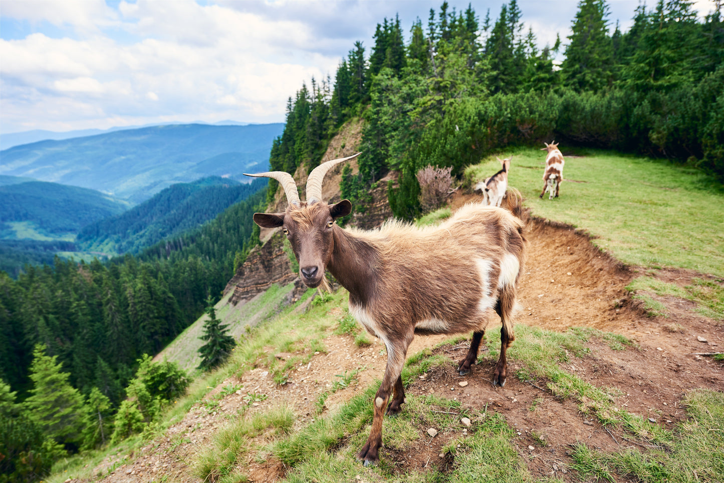 goat on mountain