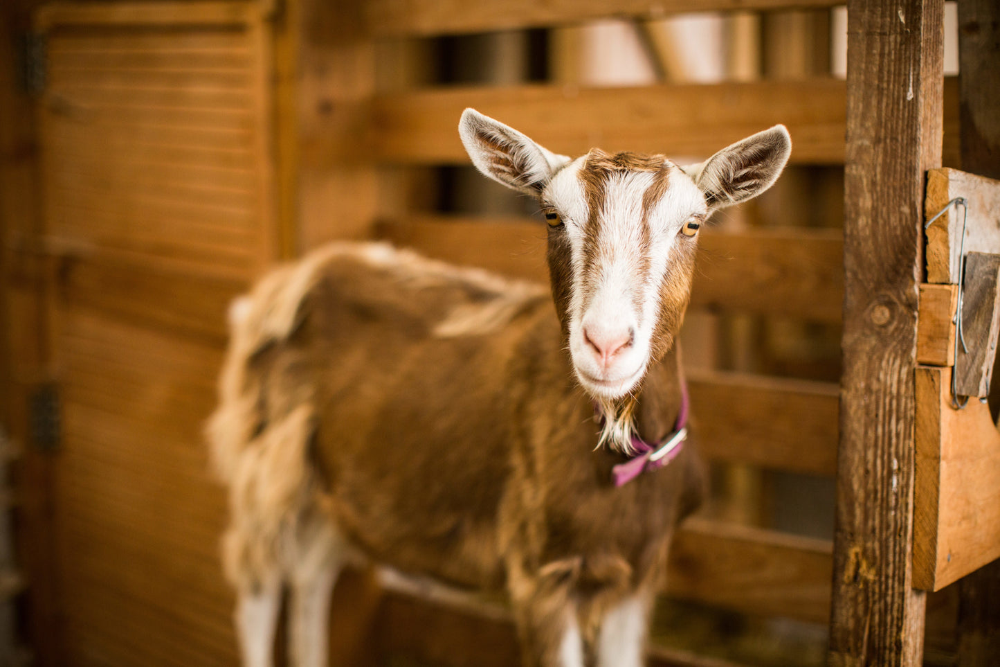 goat in barn