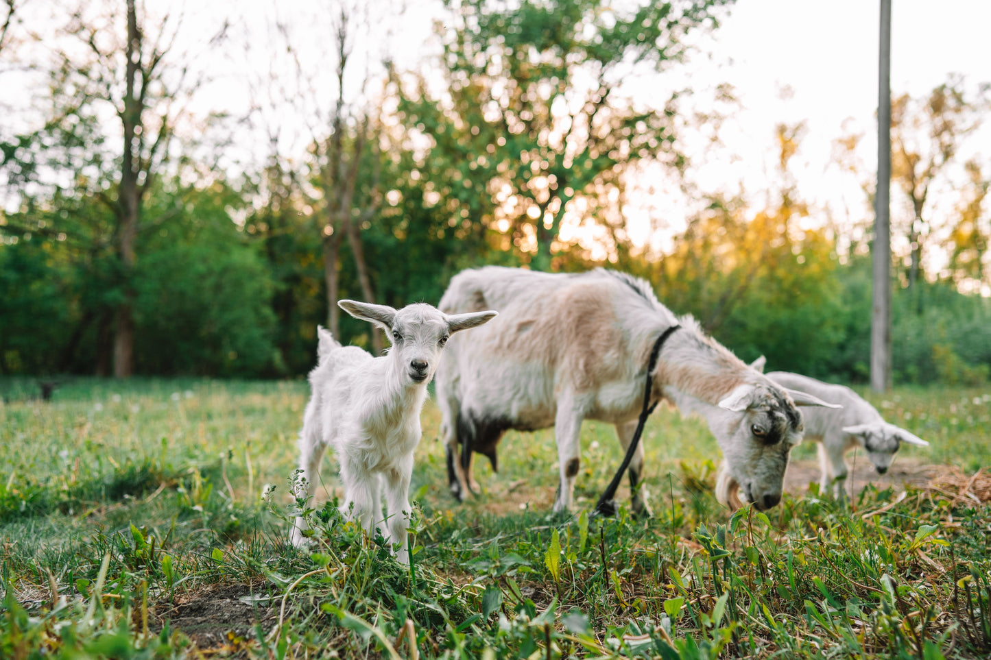 goats in field