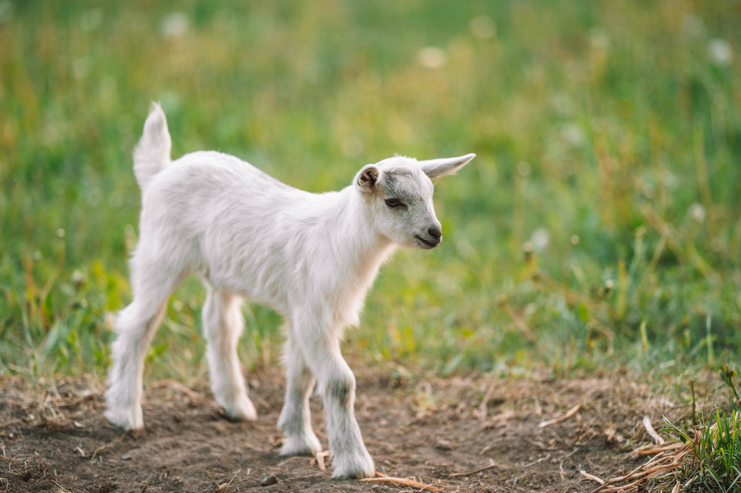 baby goat walking in green pasture