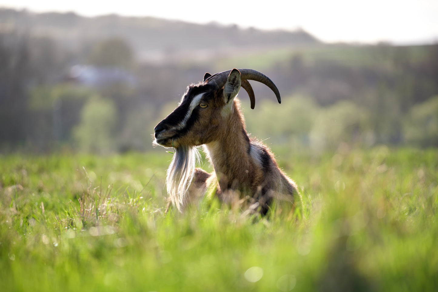 goat in field