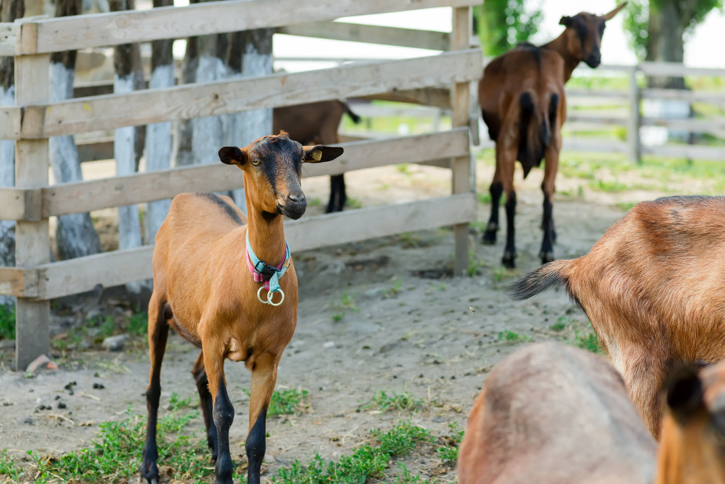 milk goats on grassy farm