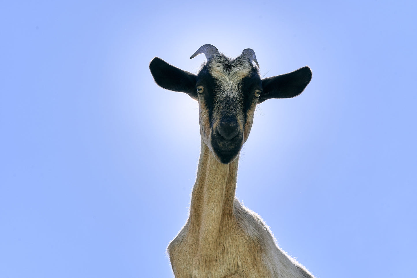 goat on sunny day