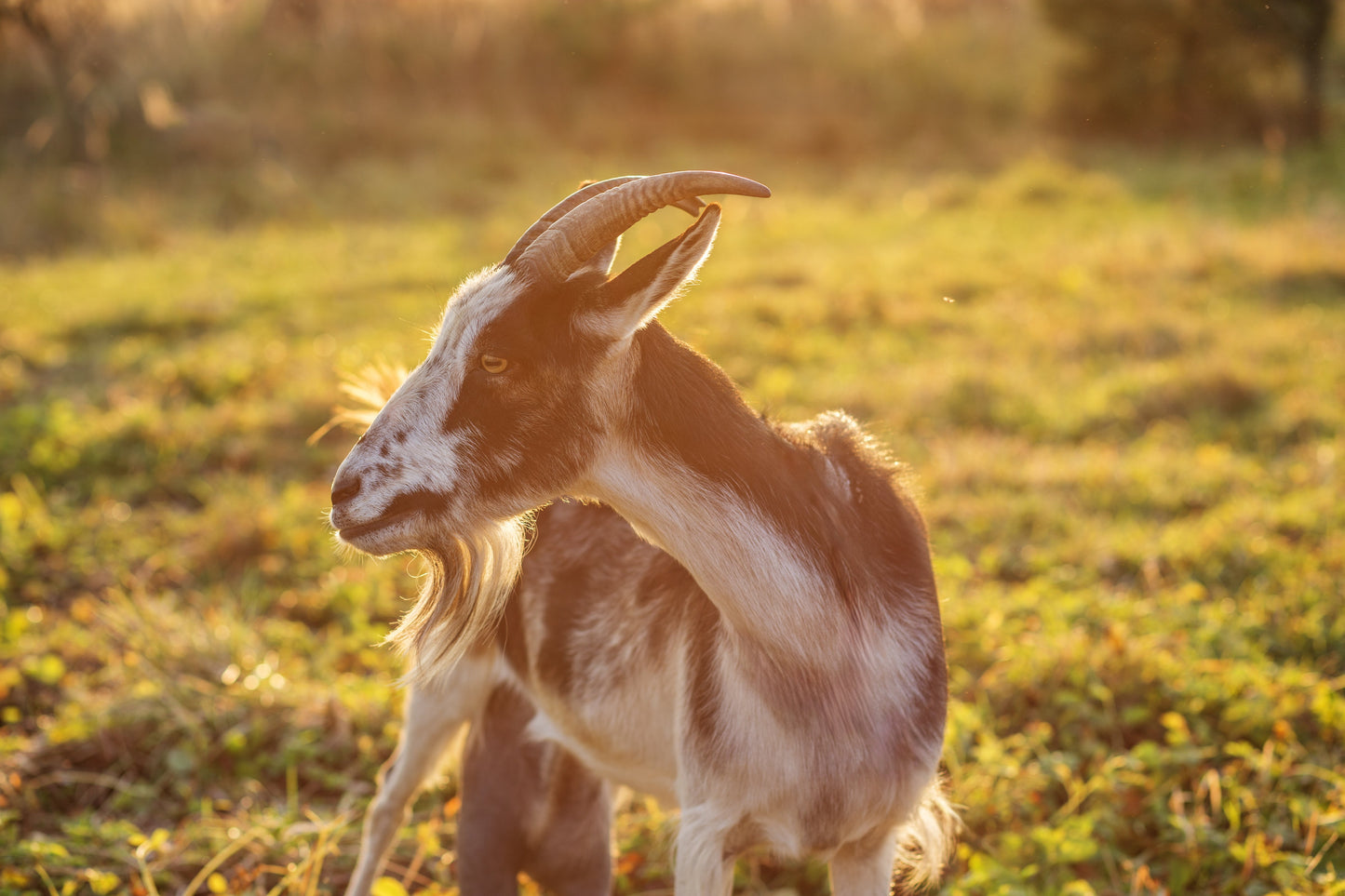 goat in field on a sunny day
