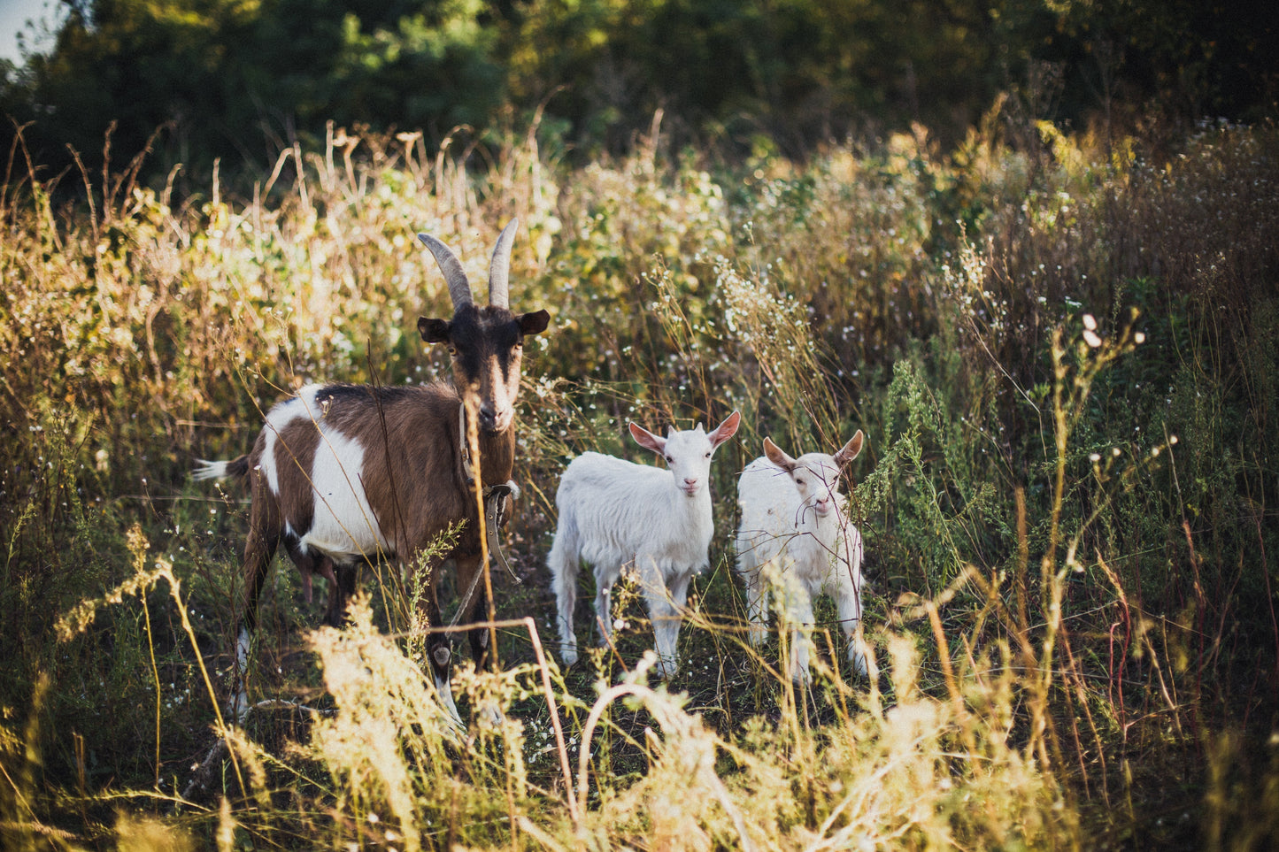 goats in a field
