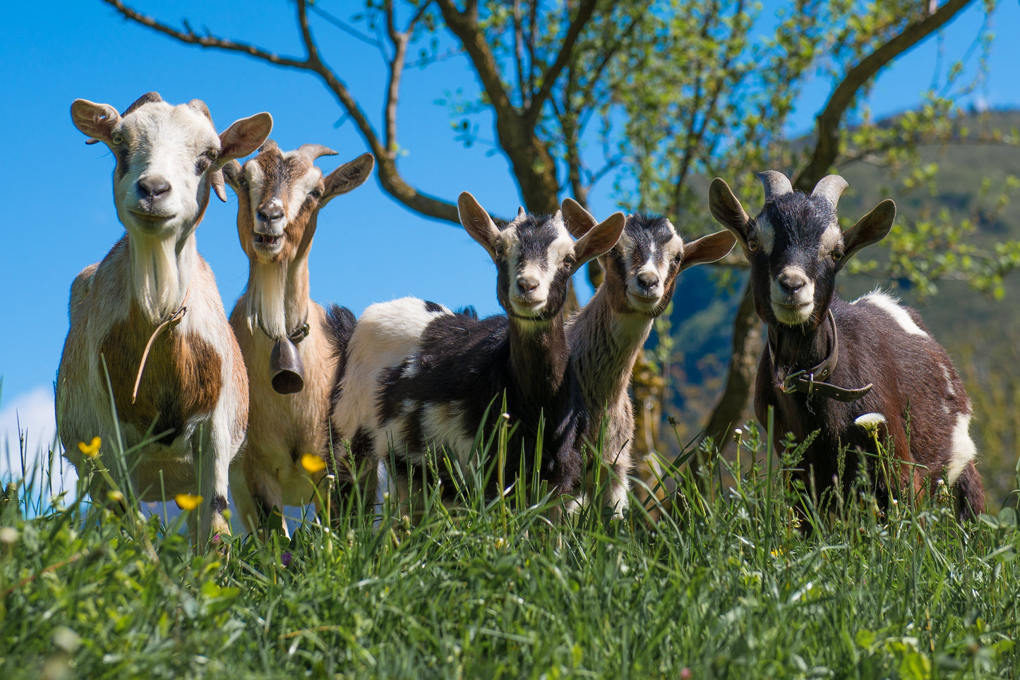 goats in pasture