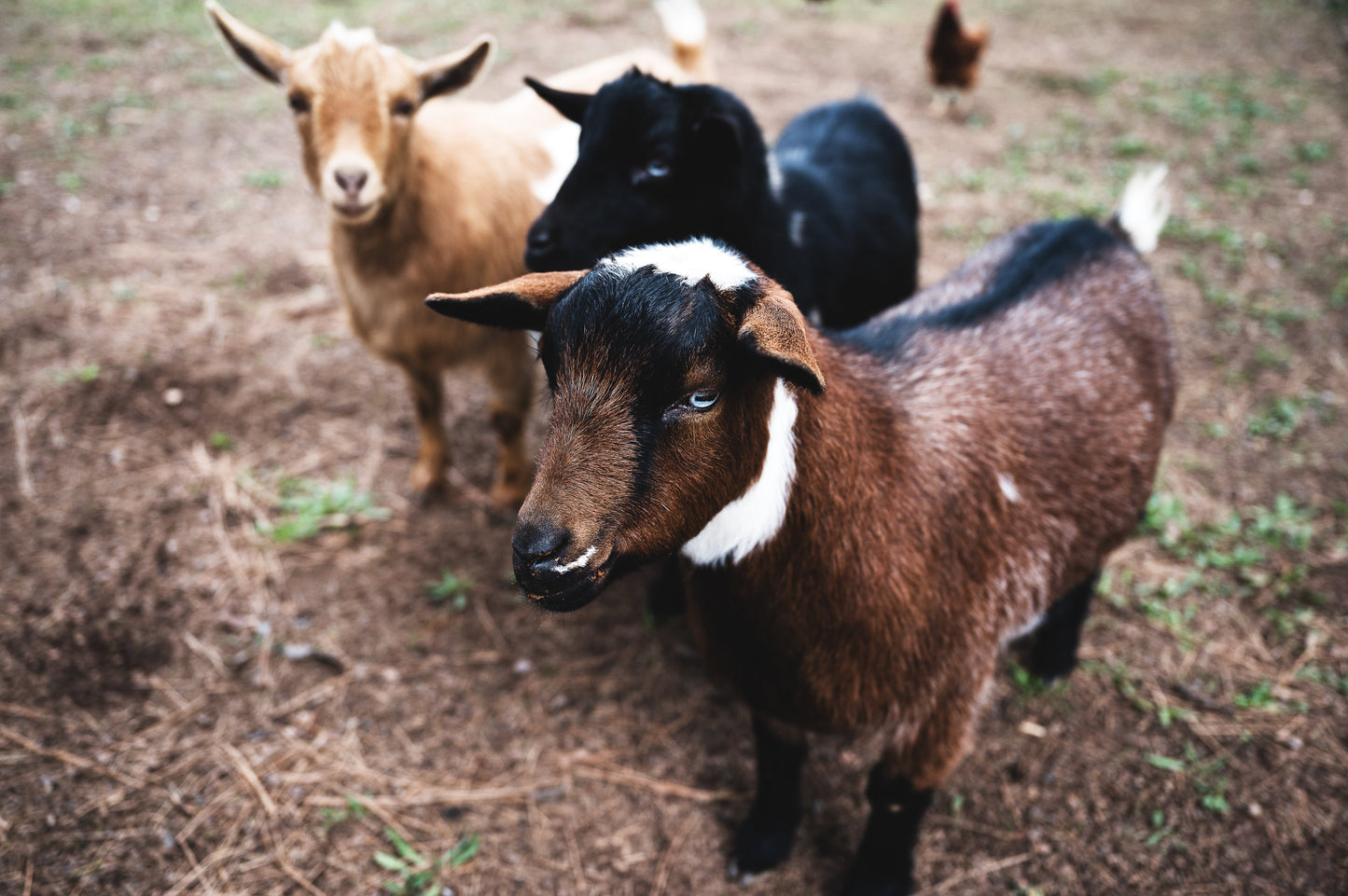 goats in pasture