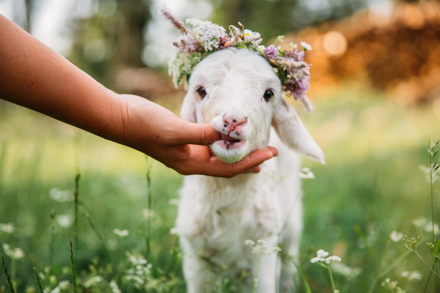 baby goat in field