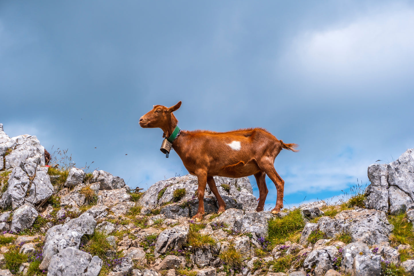 goat on mountain ridge