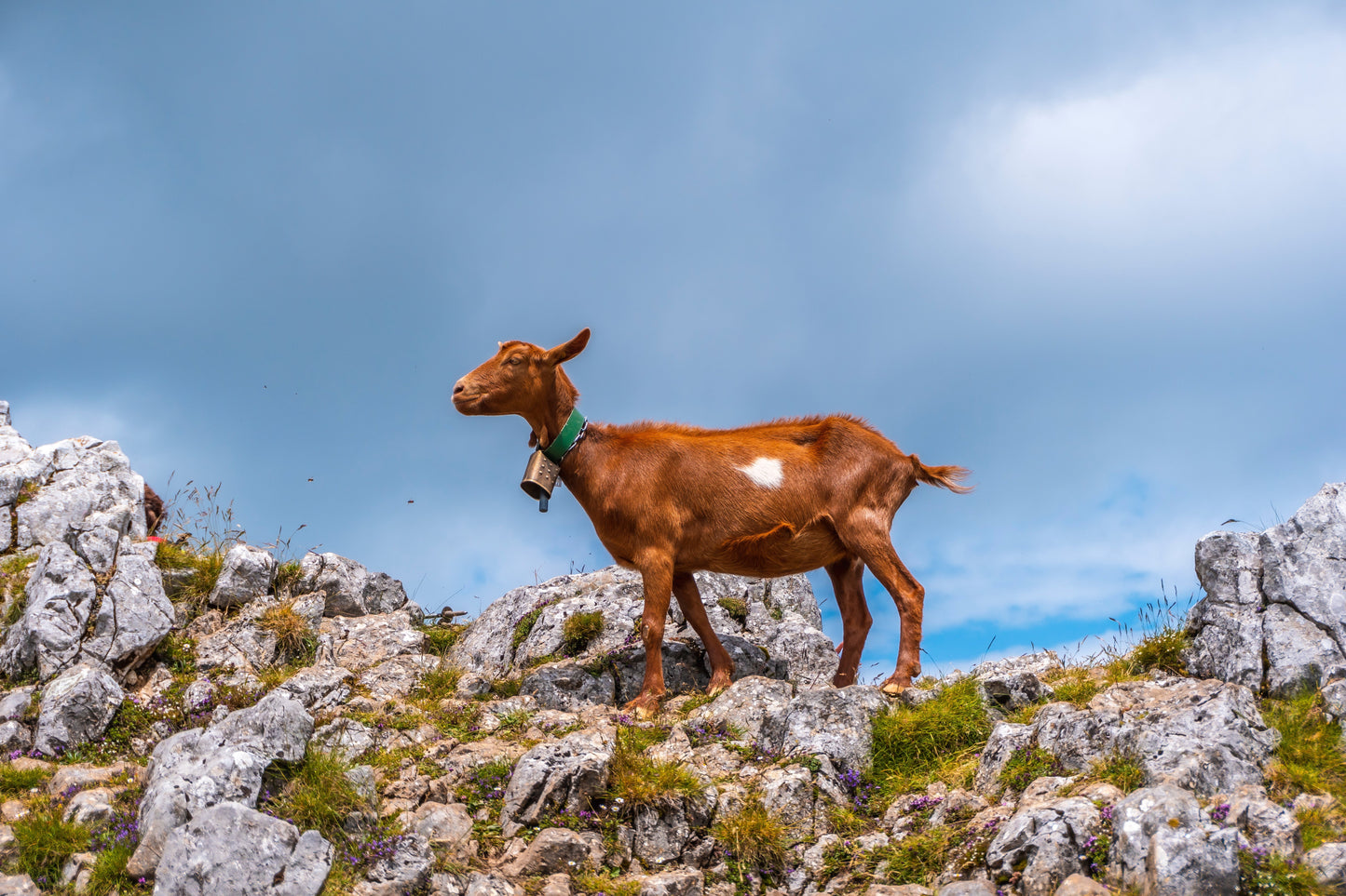 goat on hilltop
