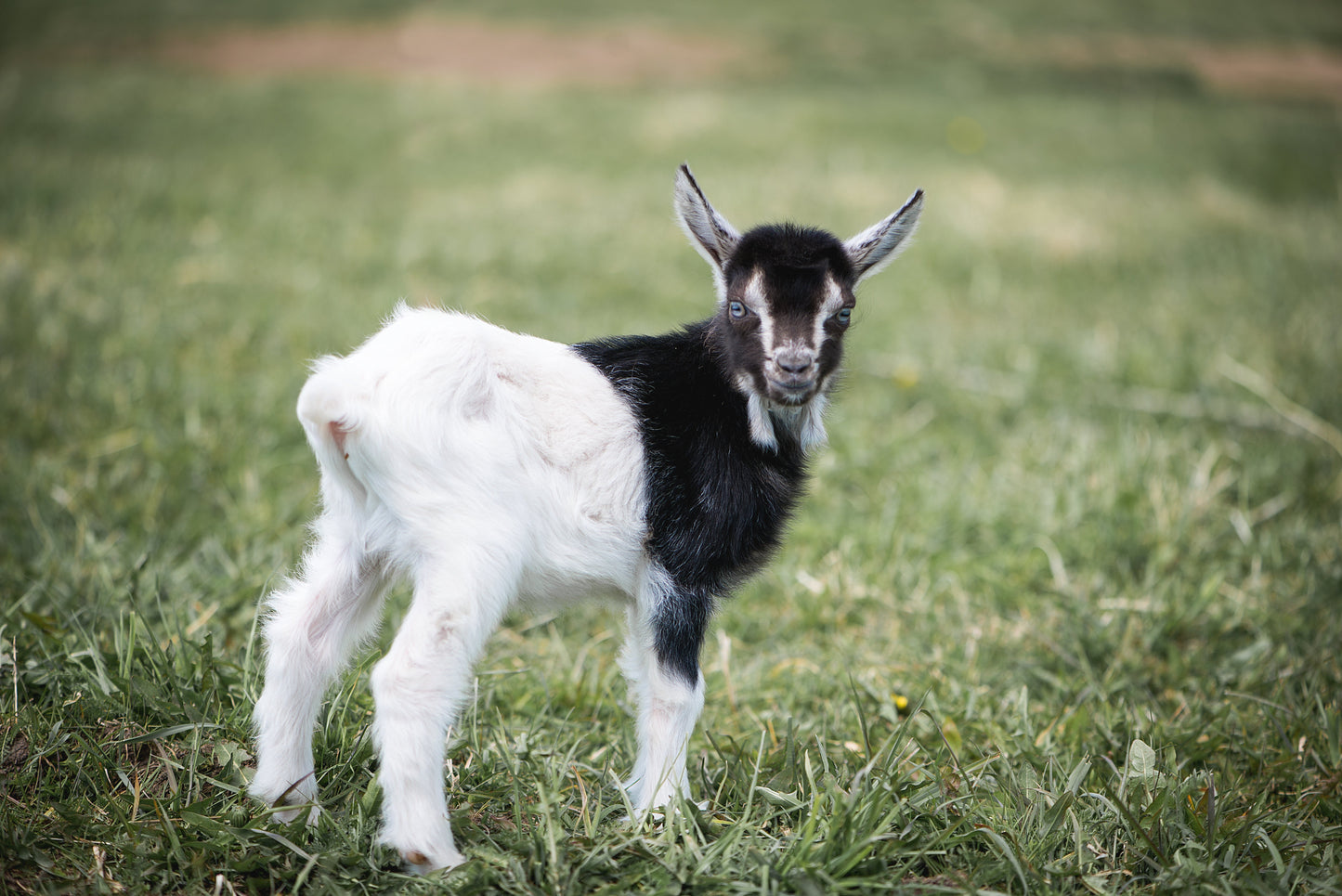 baby goat in a field
