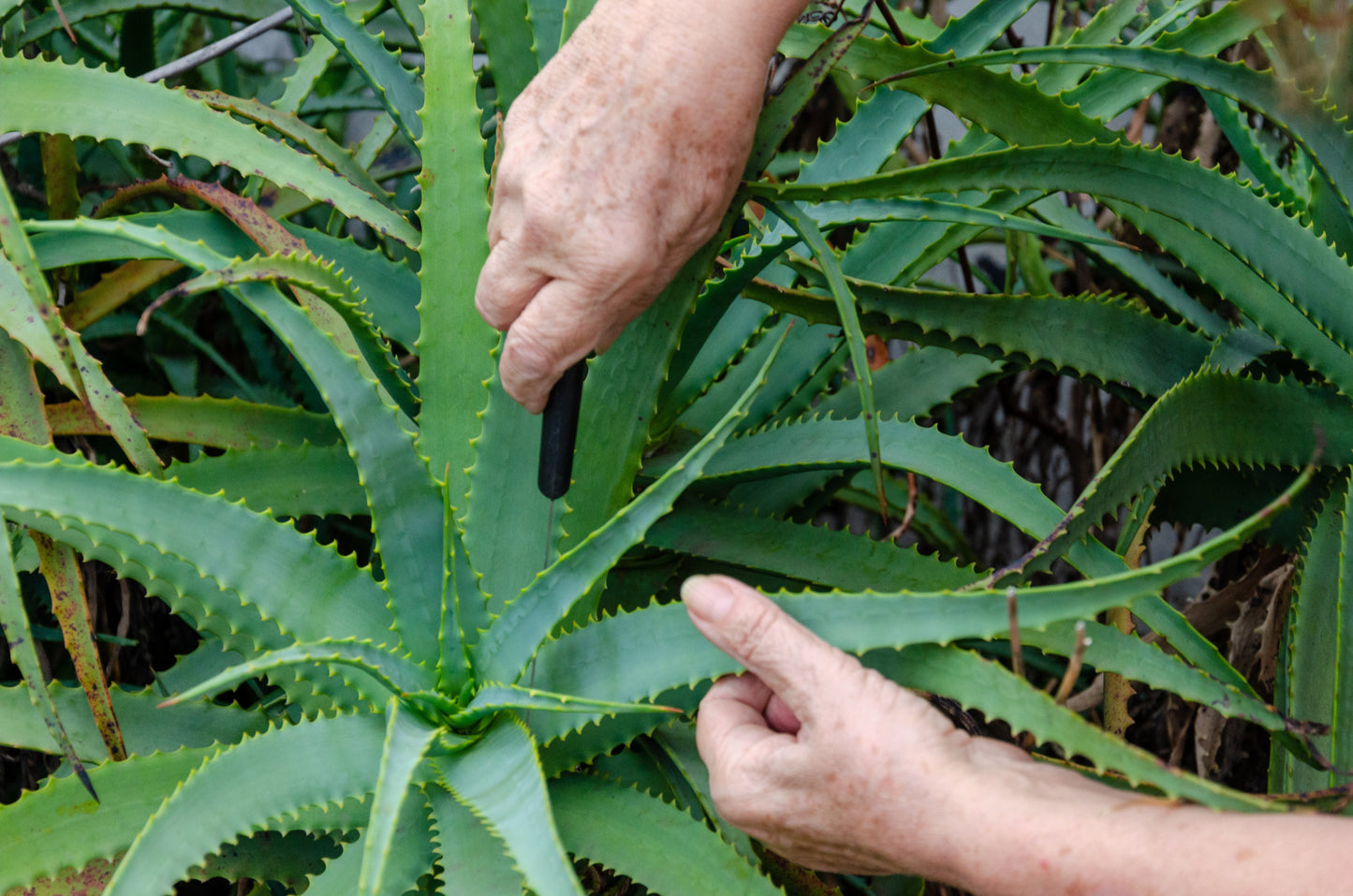 aloe vera plant