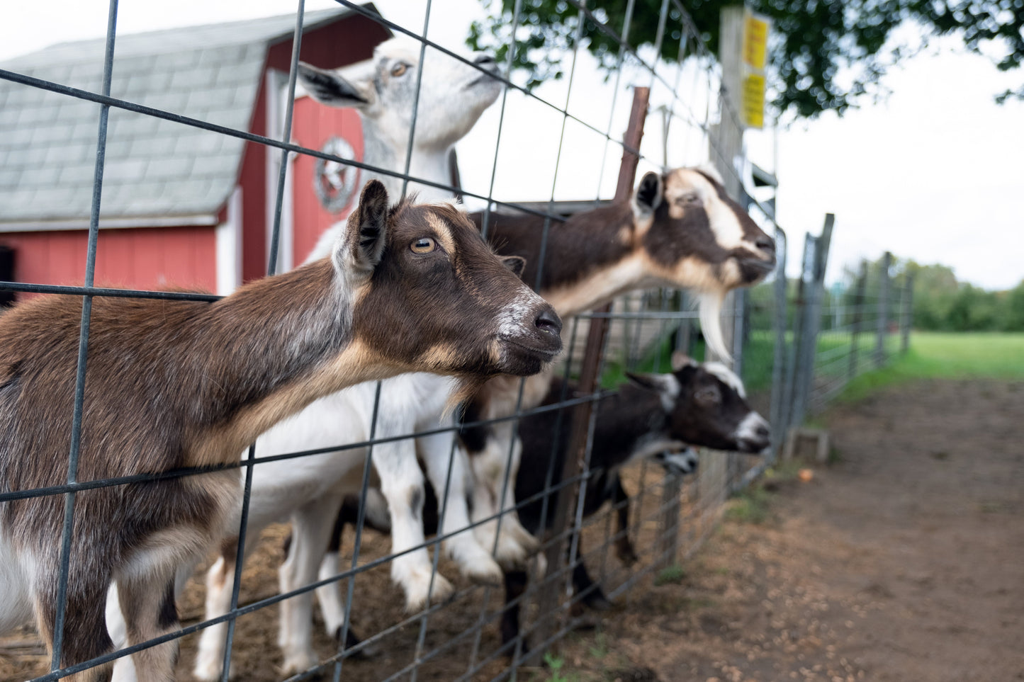 goats in farm yard
