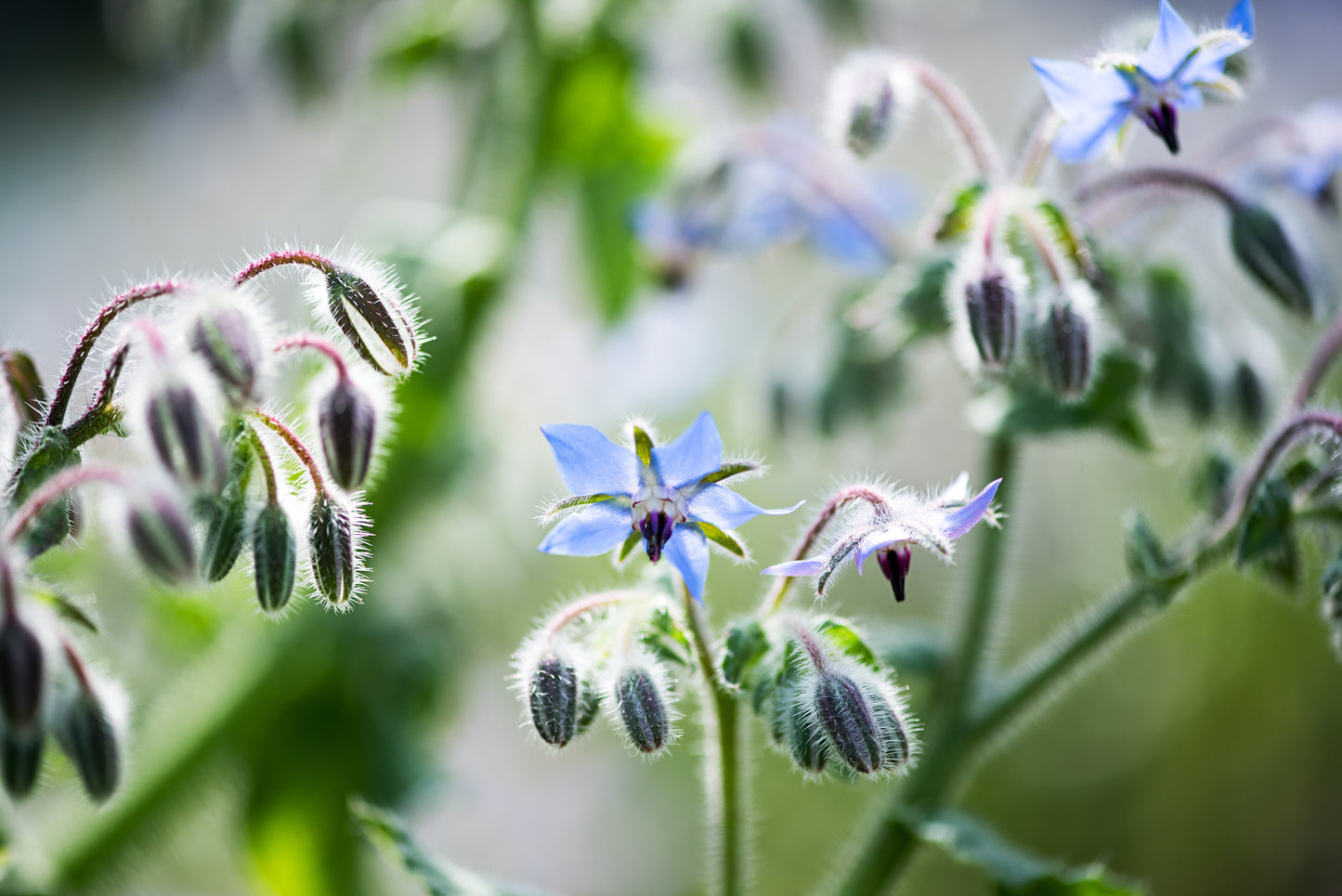 borage flower