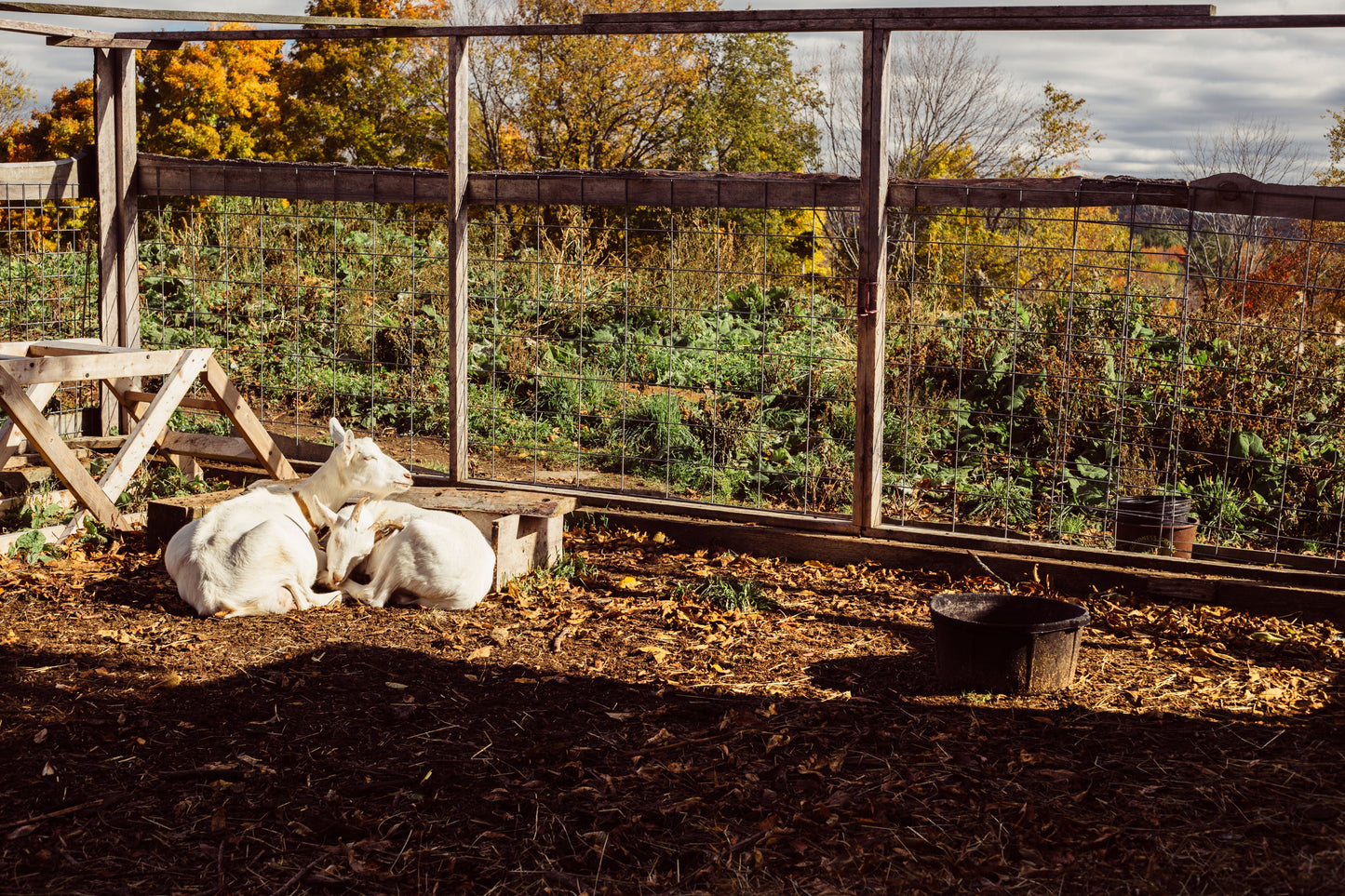 goats in the farm yard