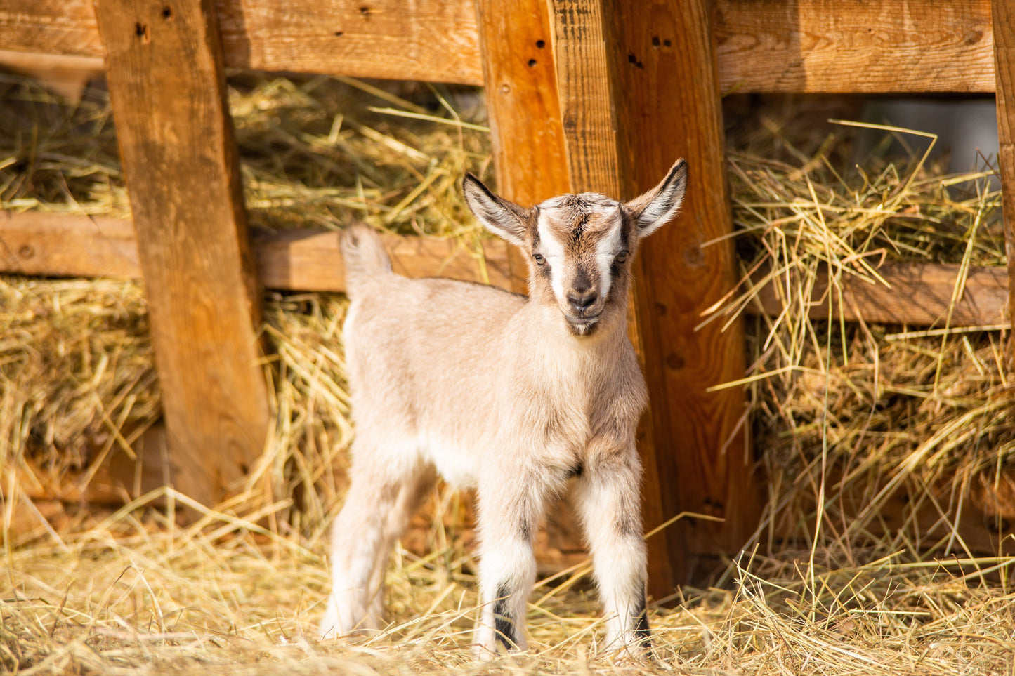 baby goat in stable