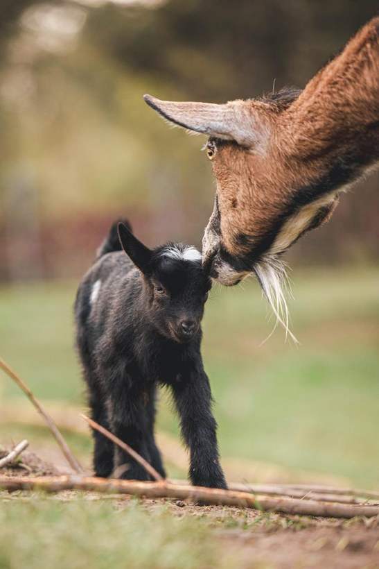 A mother goat nuzzling her newborn kid in the pasture.