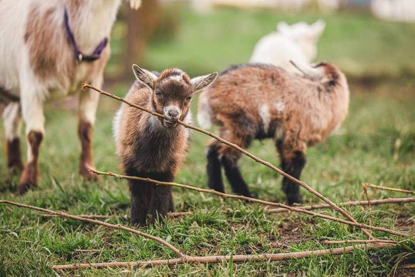 Young goats in the pasture on the family farm, one of them chewing on a stick, with adult goats grazing behind.