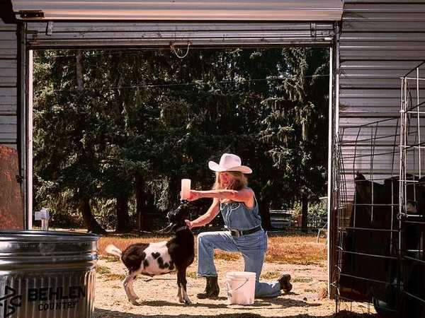 The barn where the milk is drawn