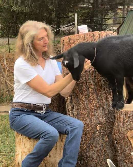 One of the farm's goats