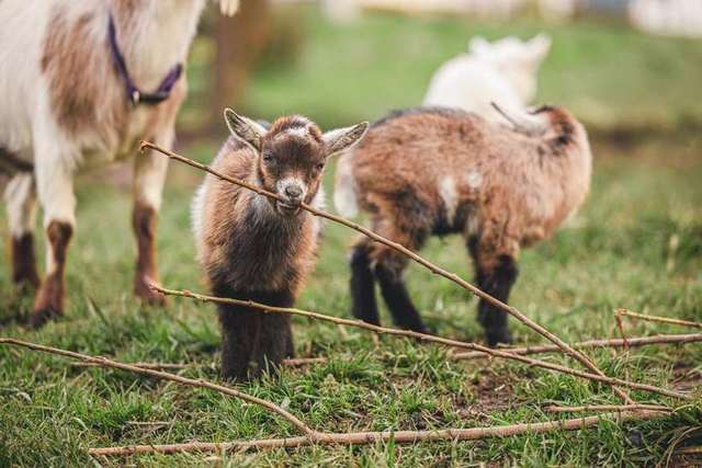 The herd out on pasture